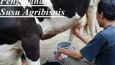 Pengolahan Susu Yang Berkualitas - Agrobisnis